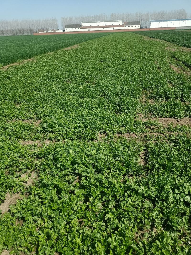 现摘香菜农家蔬菜新鲜青菜带根香菜香料石材四季调味火锅菜大