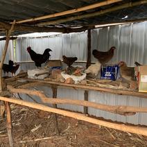 本地鸡纯土鸡玉米野食农村散养走地鸡活体现杀三斤左右