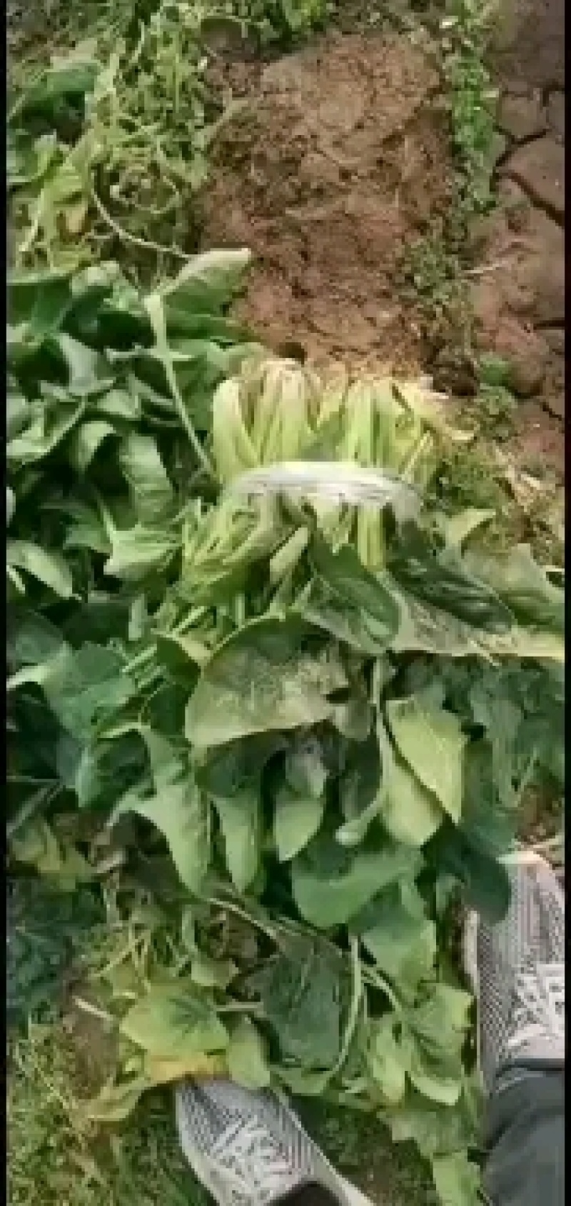 大叶菠菜，产地直销，大量上市中