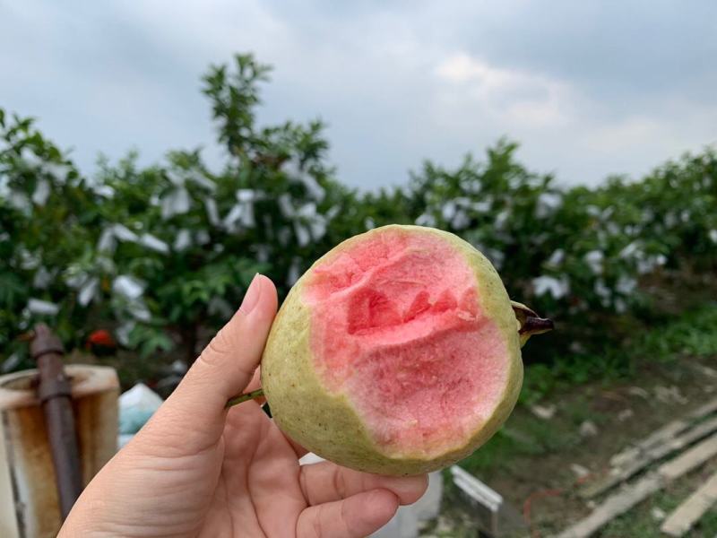 广西番石榴红心芭乐好吃到赚钱