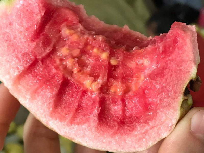 广西番石榴红心芭乐好吃到赚钱