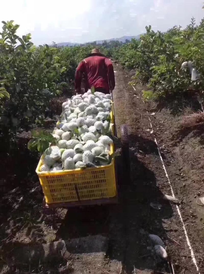 广西番石榴红心芭乐好吃到赚钱