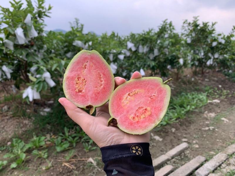 广西番石榴红心芭乐好吃到赚钱
