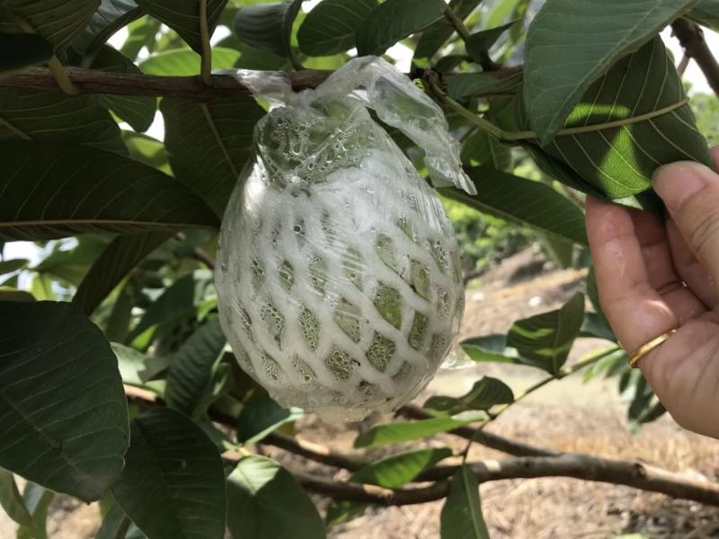 广西番石榴红心芭乐好吃到赚钱
