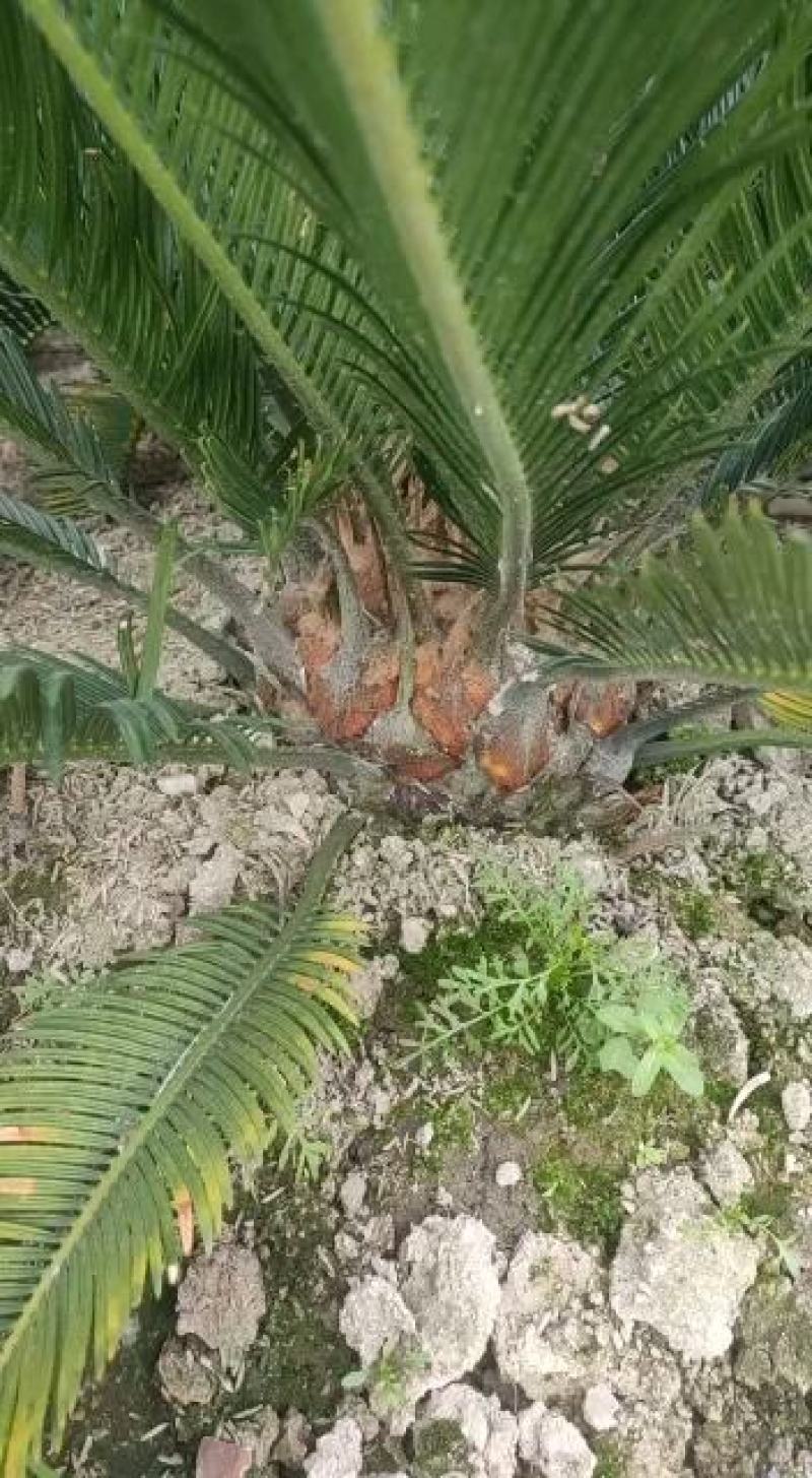 4-6公分的铁树小苗，根系发达，生命力特别顽强，有意者联