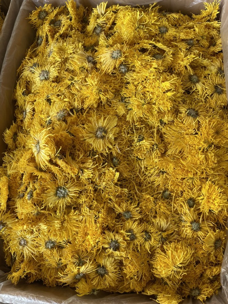 金丝皇菊大朵精品金丝皇菊纯干花特级