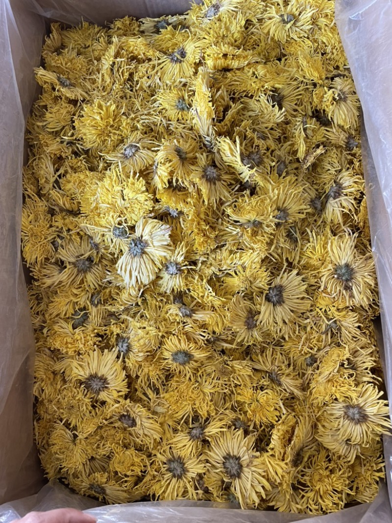 金丝皇菊大朵精品金丝皇菊纯干花特级