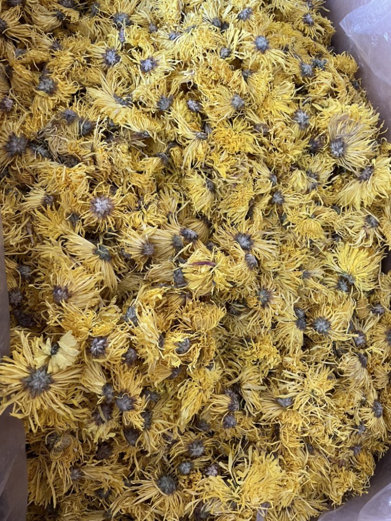 金丝皇菊大朵精品金丝皇菊纯干花特级