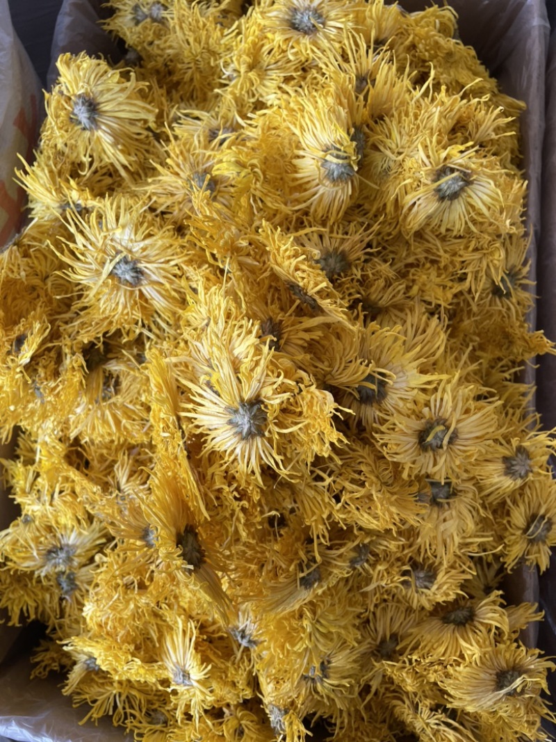 金丝皇菊大朵精品金丝皇菊纯干花特级