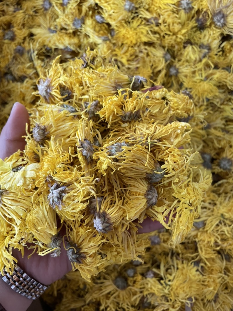 金丝皇菊大朵精品金丝皇菊纯干花特级
