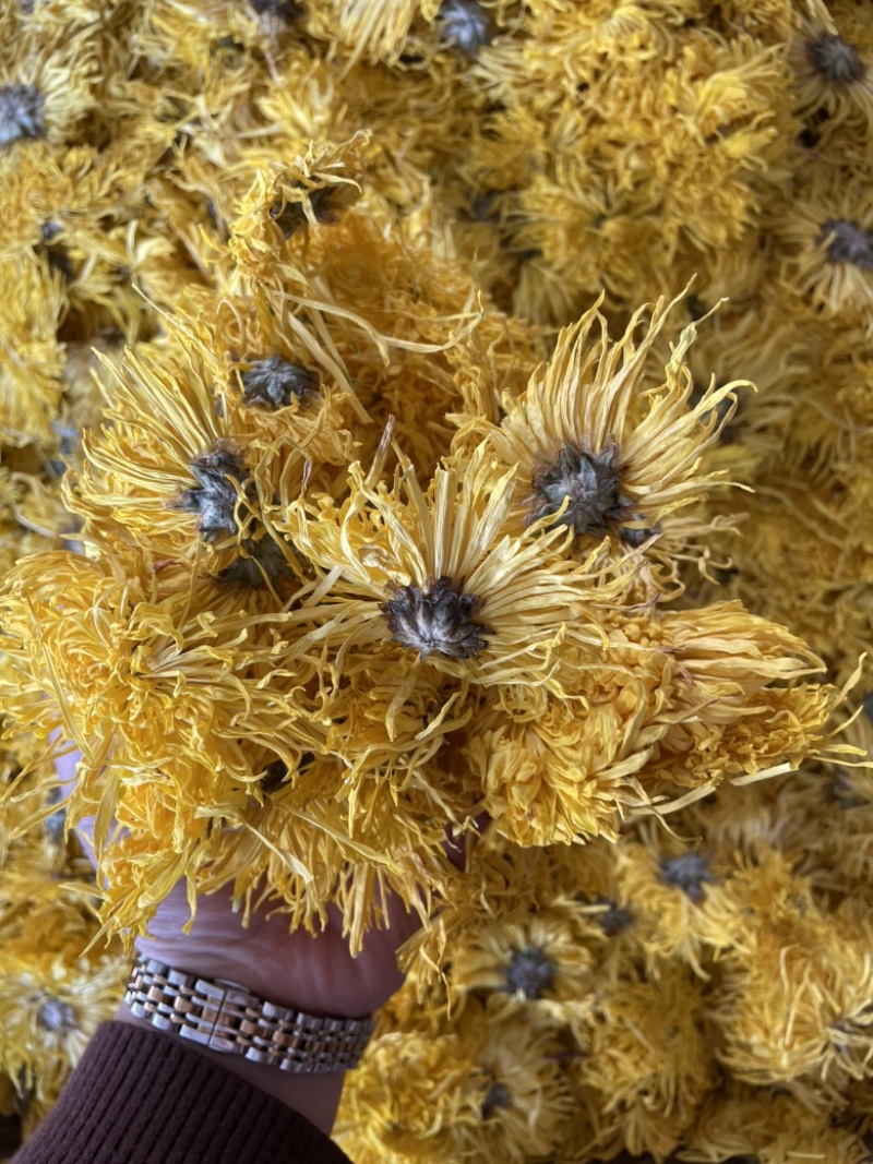 金丝皇菊大朵精品金丝皇菊纯干花特级