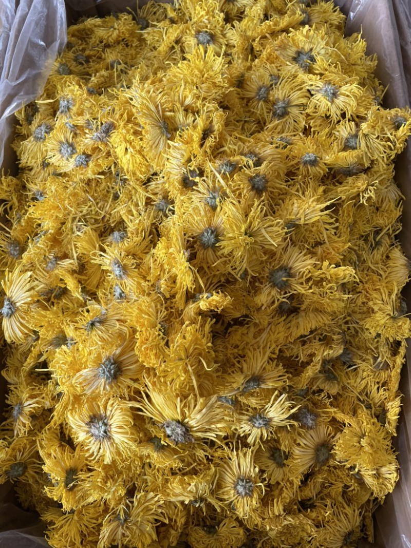金丝皇菊大朵精品金丝皇菊纯干花特级