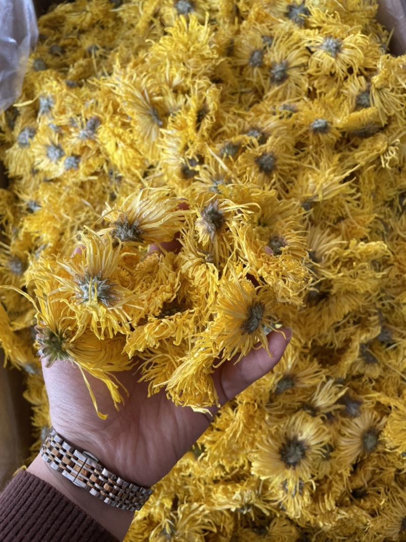 金丝皇菊大朵精品金丝皇菊纯干花特级