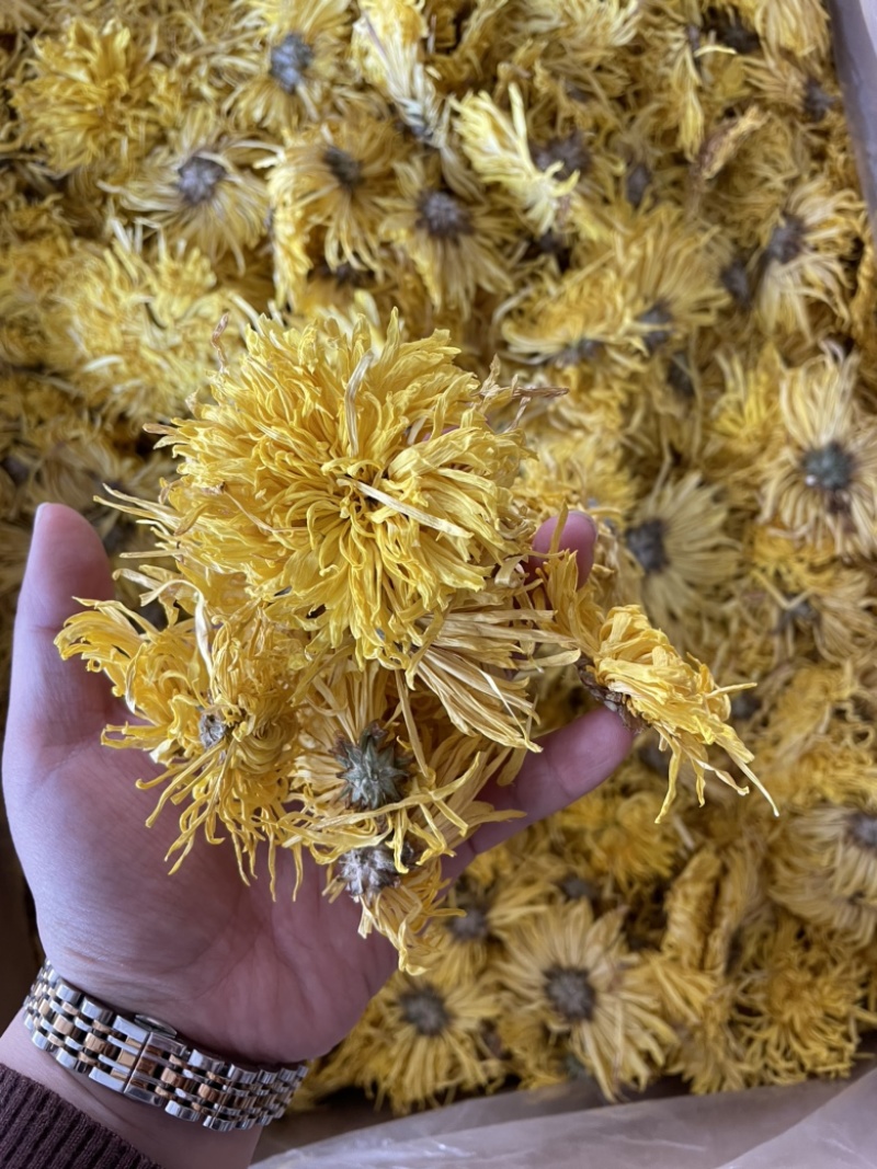 金丝皇菊大朵精品金丝皇菊纯干花特级