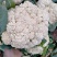 精选菜花/松花菜/花白无斑货源充足品质保证个头均匀