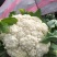 精选菜花/松花菜/花白无斑货源充足品质保证个头均匀