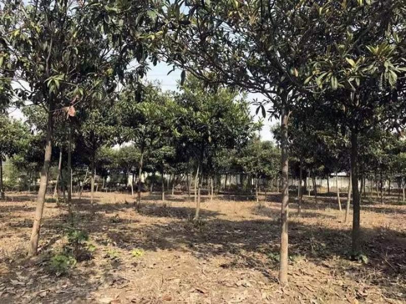 枇杷树3公分到15公分枇杷基地位于江苏盐城