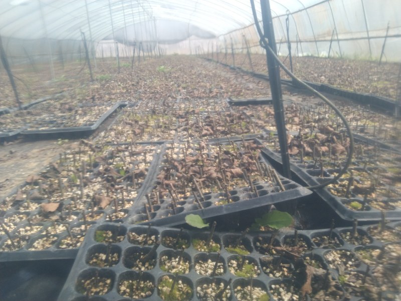 北美冬青绿化用花店量大优惠高大上