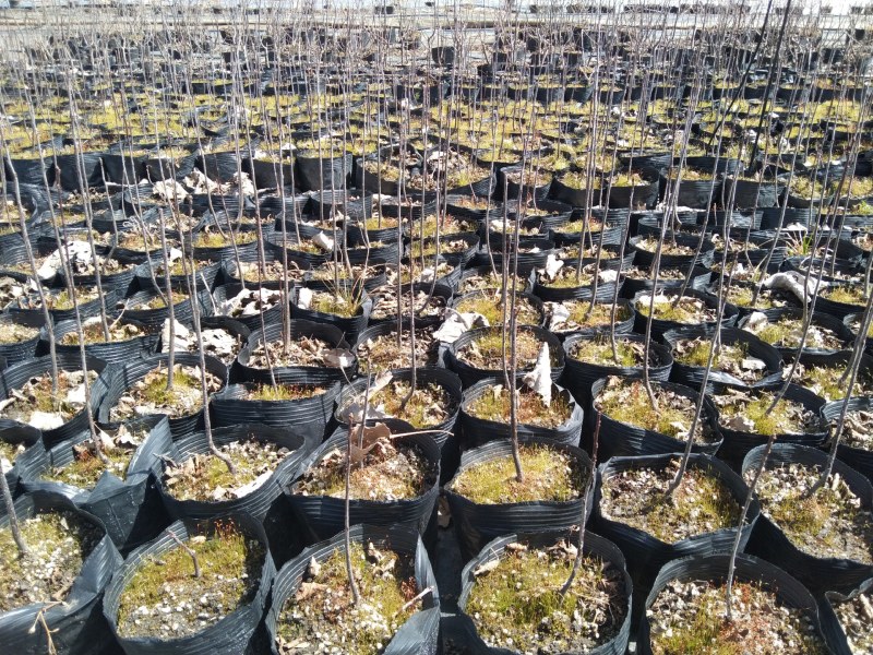 北美冬青绿化用花店量大优惠高大上