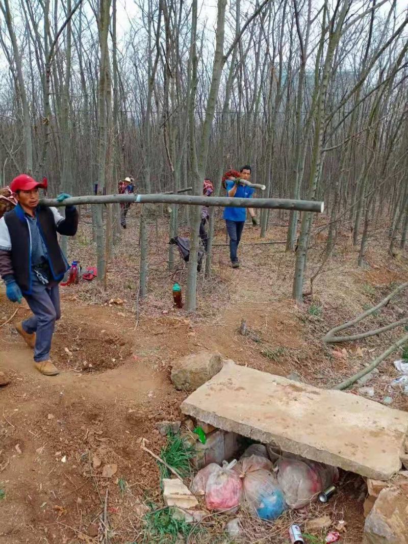 精品米径5-8公分朴树，苗圃大量出售，批发