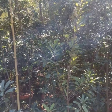 地径2-3.2公分杨梅树袋苗