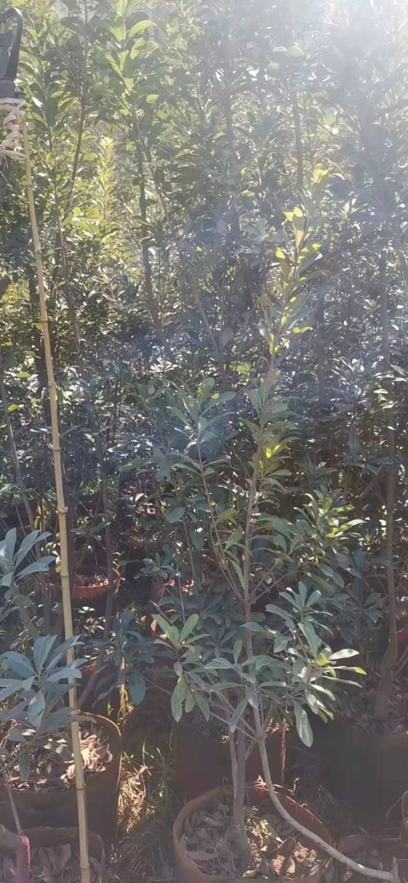 地径2-3.2公分杨梅树袋苗