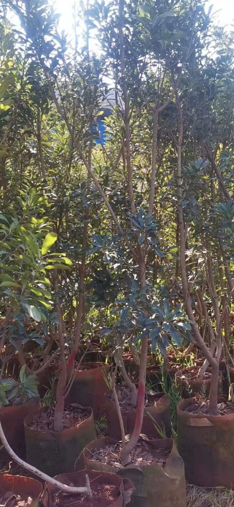 地径2-3.2公分杨梅树袋苗