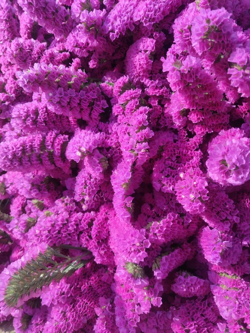 勿忘我水晶花情人草康乃馨干花永生花多种鲜切花