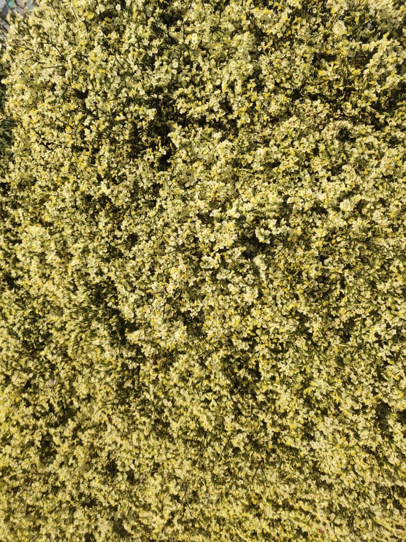 勿忘我水晶花情人草康乃馨干花永生花多种鲜切花