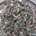 旱莲草今年新货批发零售各种中草药花草茶