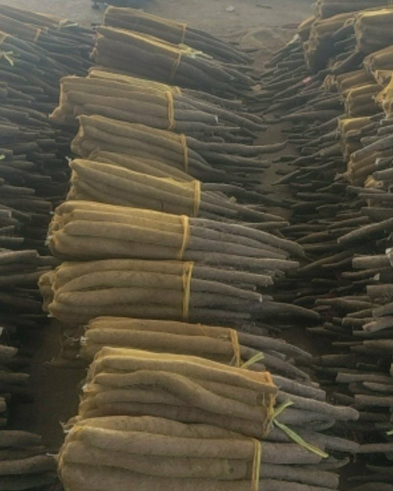 精品网袋山药大量现货