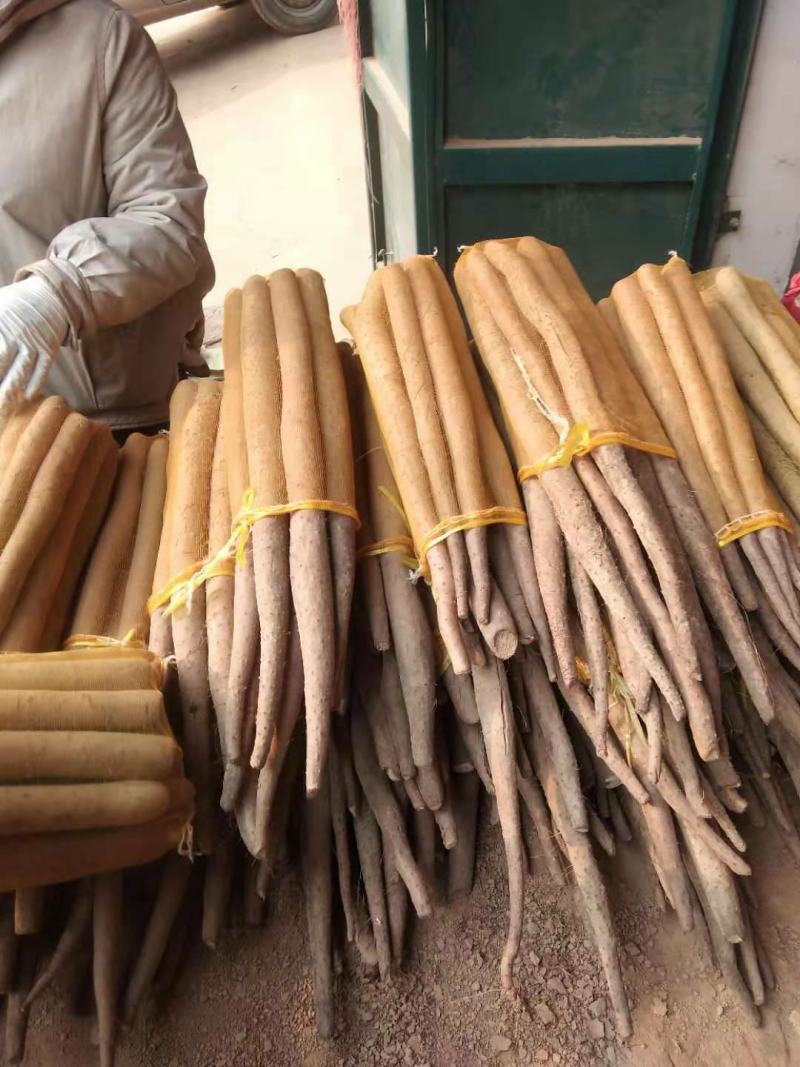 精品网袋山药大量现货