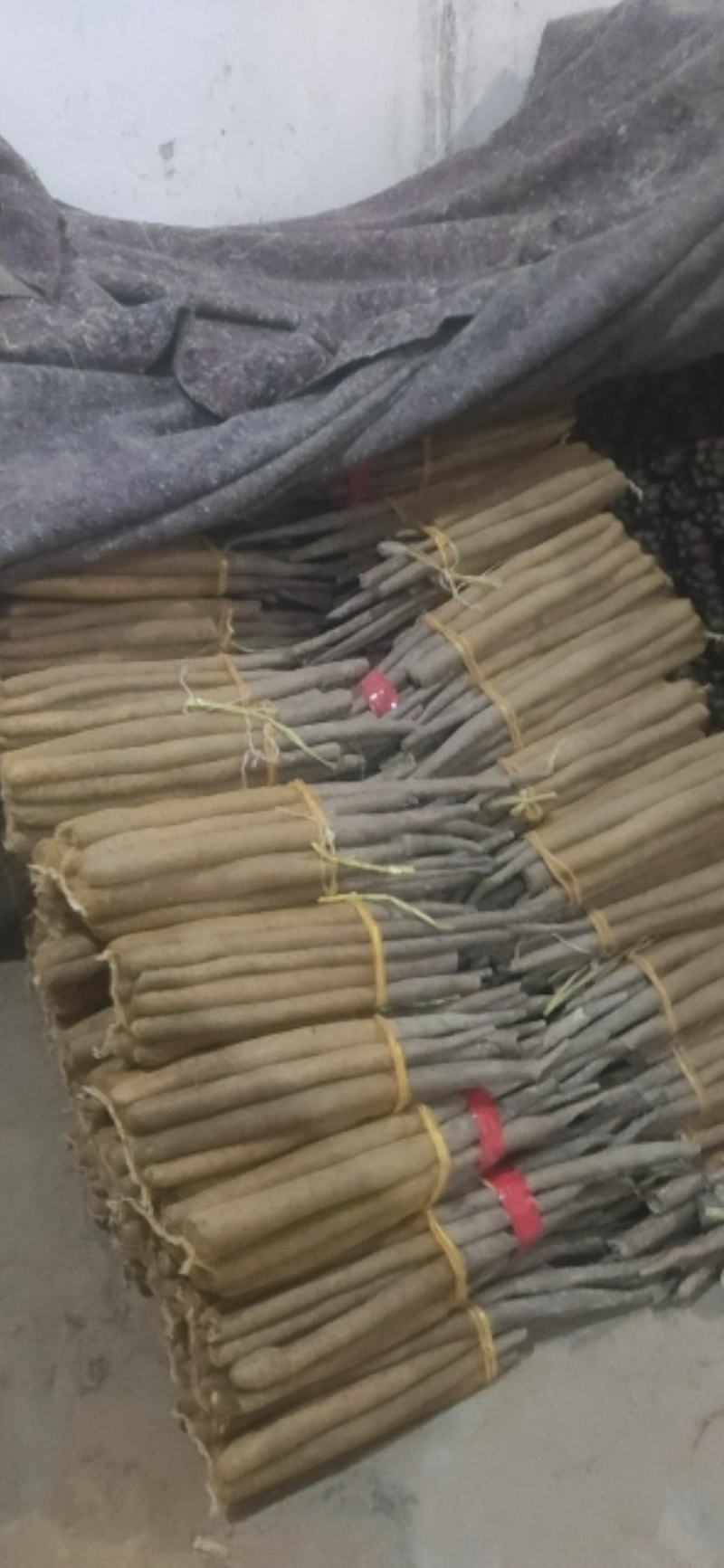 精品网袋山药大量现货