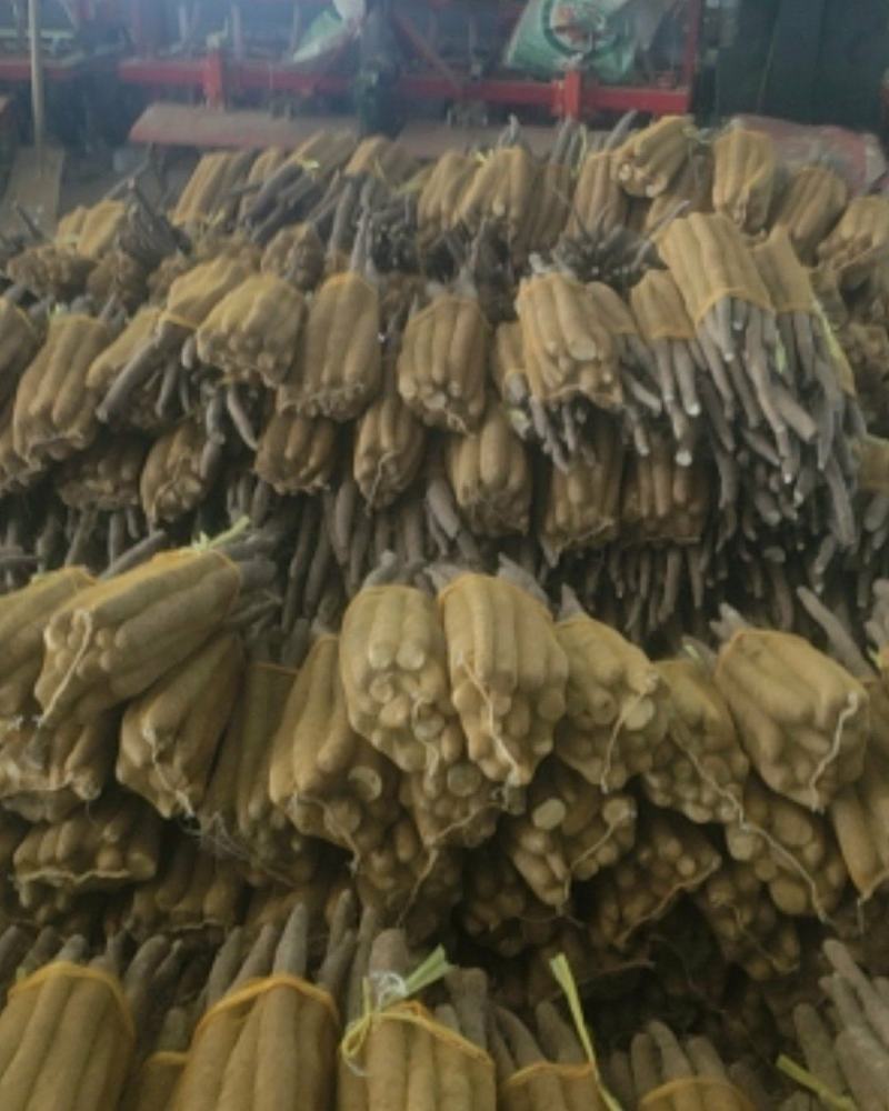 精品网袋山药大量现货