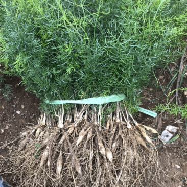 大量供应良种大天冬苗。