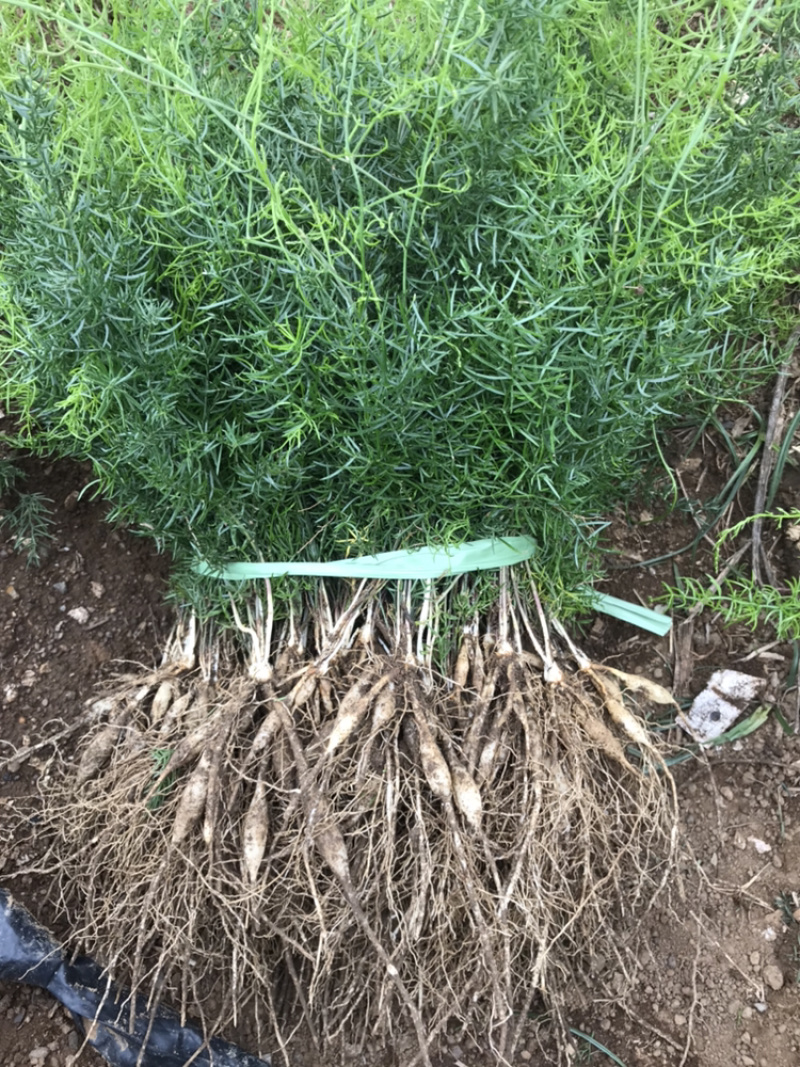 大量供应良种大天冬苗。