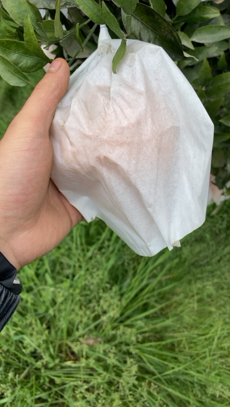 四川眉山丹棱丑套带春见柑橘皇后货无冻伤味甜颜色红火