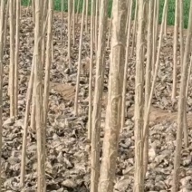 大量出售各种规格107杨树苗，根系发达，带土，树干壮！