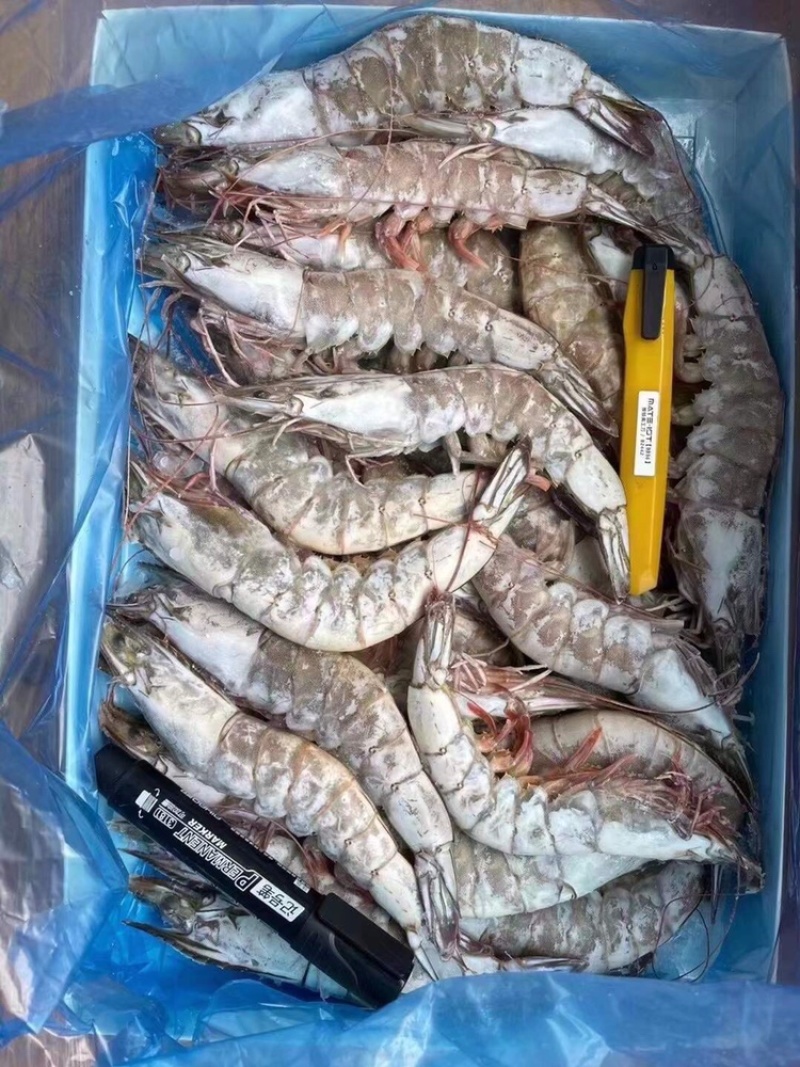 海捕大虾20-30规格21-25，10-20