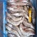 海捕大虾20-30规格21-25，10-20