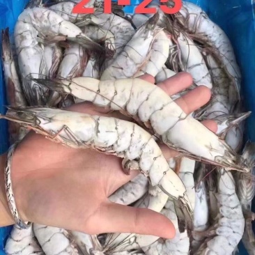 海捕大虾20-30规格21-25，10-20