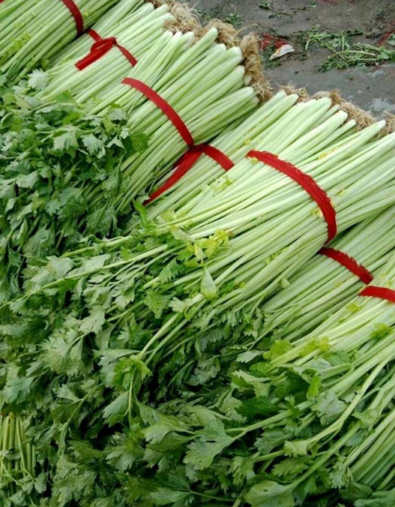 精品香芹青芹菜细芹菜、河北芹菜产地蔬菜供应全国