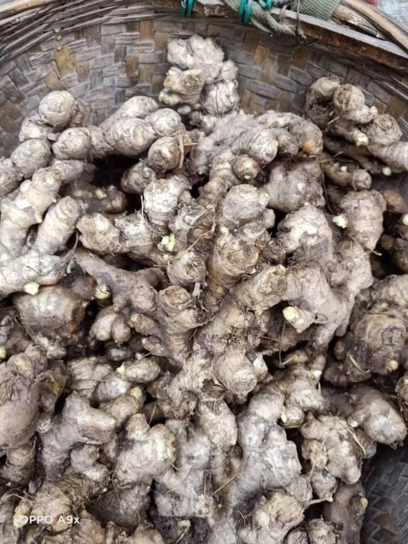 优质种姜，大量种姜出售一手货源欢迎老板下单收购量大从优！