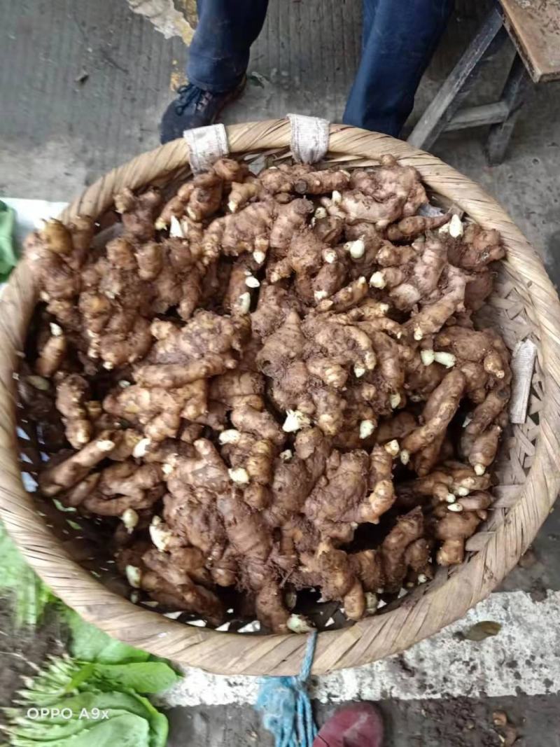 优质种姜，大量种姜出售一手货源欢迎老板下单收购量大从优！
