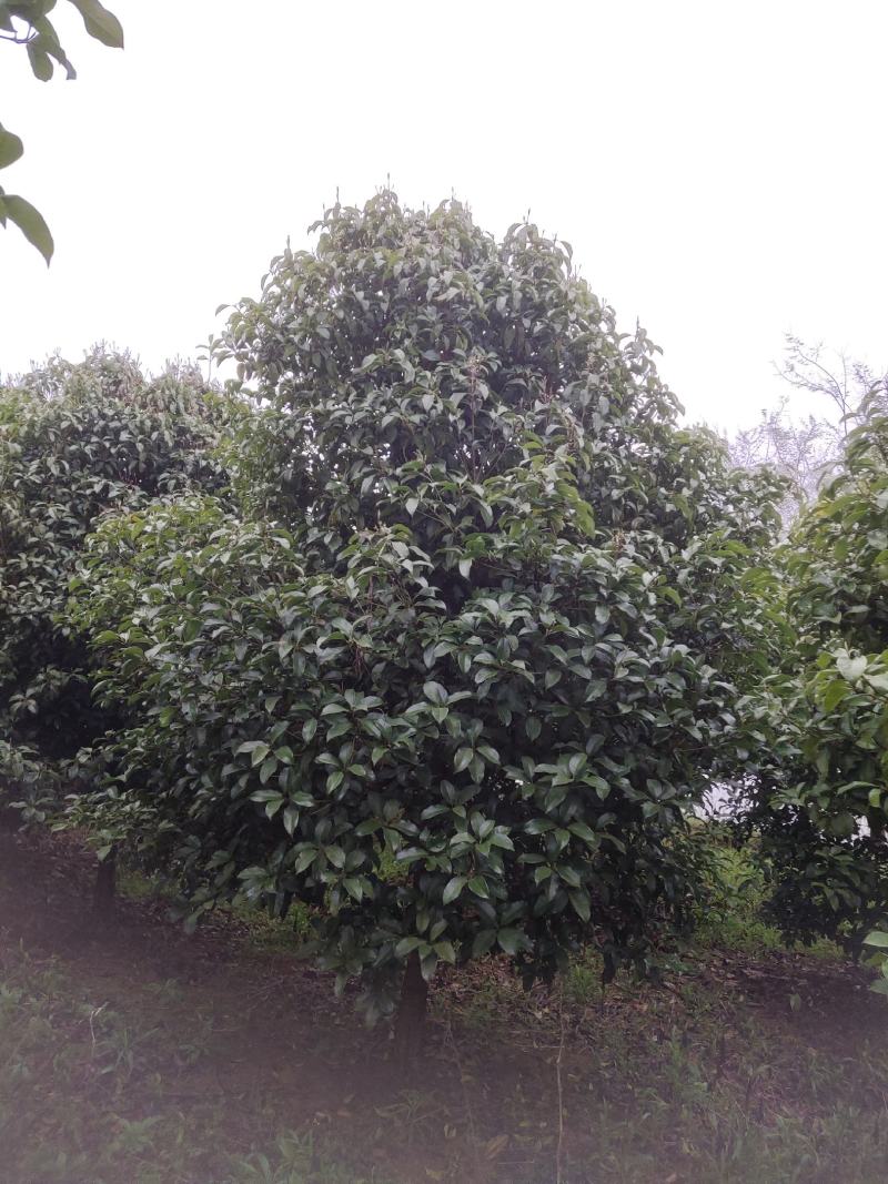 单杆桂花，蓬径1.5米～2.5米，库存2000棵