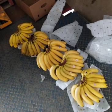 特价香蕉来了老铁们回家挣钱去吧，质量很好