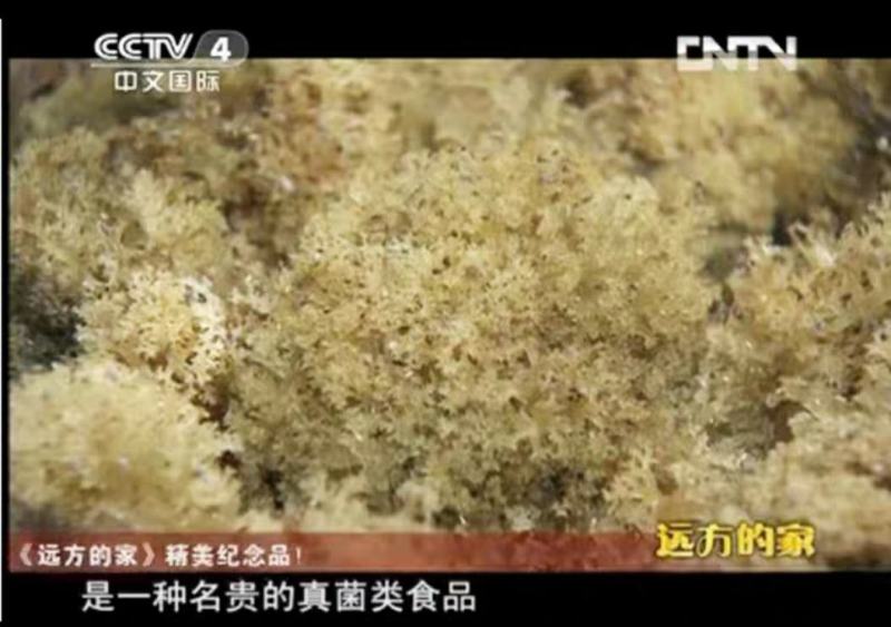 新鲜竹燕窝冻品竹花多次用山泉水清洗精心挑出好品质