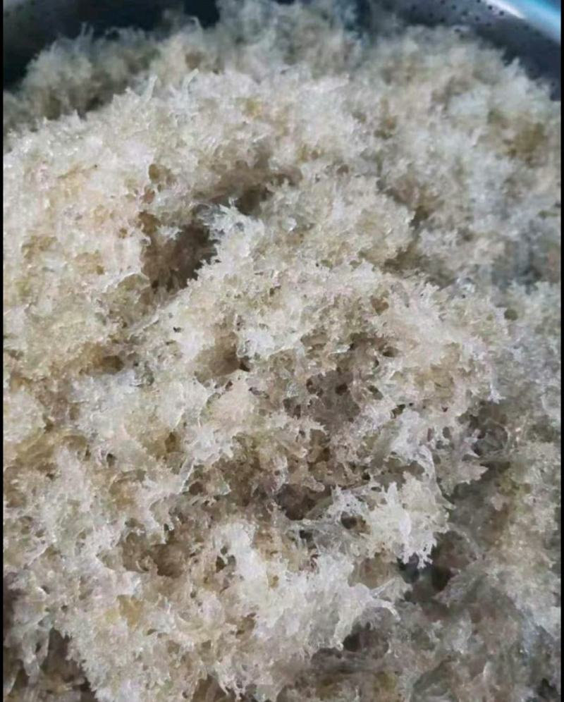 新鲜竹燕窝冻品竹花多次用山泉水清洗精心挑出好品质