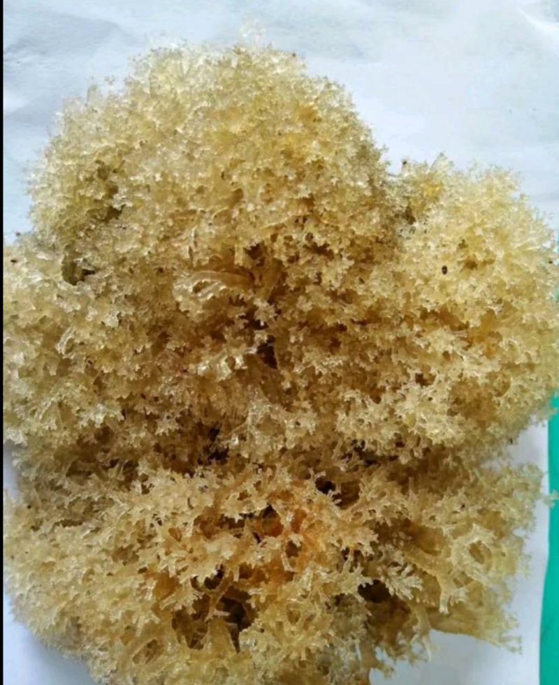 新鲜竹燕窝冻品竹花多次用山泉水清洗精心挑出好品质