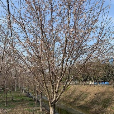 大量供应高低杆染井吉野12--70公分阳光樱5-12公分
